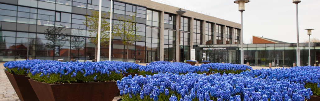 Rådhuspladsen foran Frederikshavn Rådhus med blomsterkrukker fyldt med blå perlehyacinter